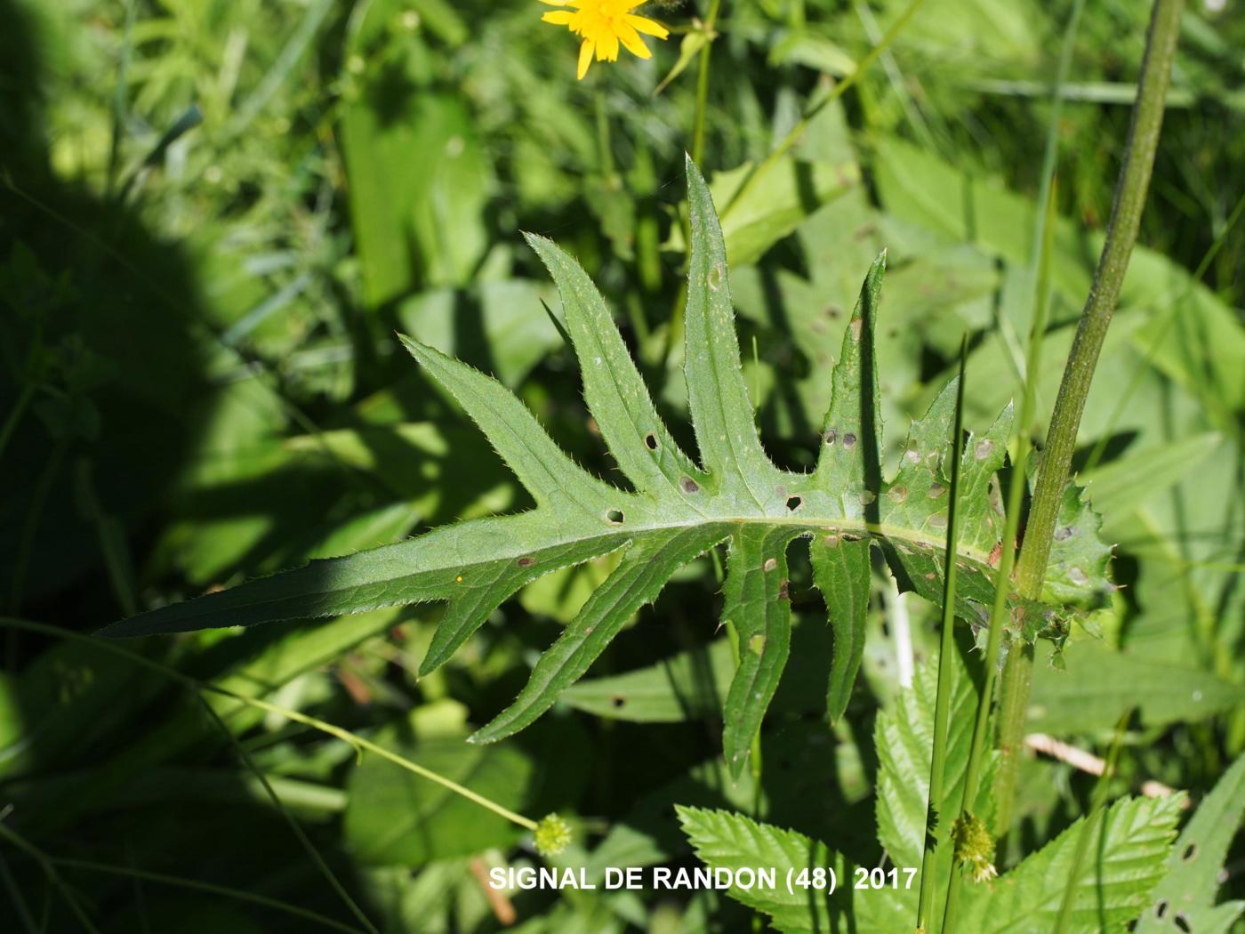 Thistle, Brook leaf